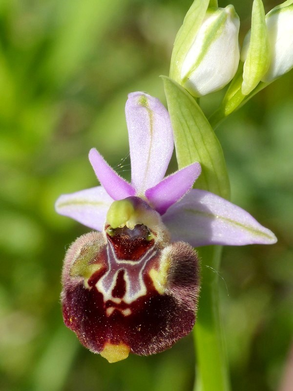 Prima fioritura di orchidee a Palena nel Parco Nazionale della Majella - maggio 2022.